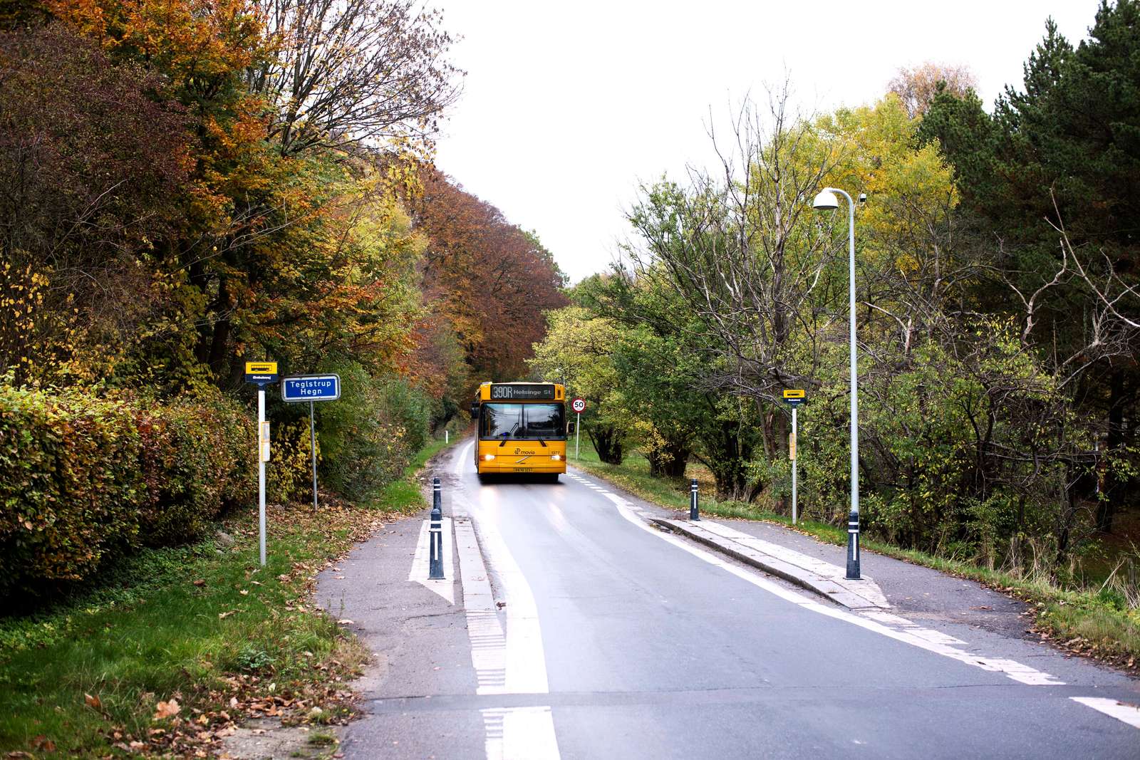 En gul rutebus kører på en smal mindre vej med skov på begge sider.