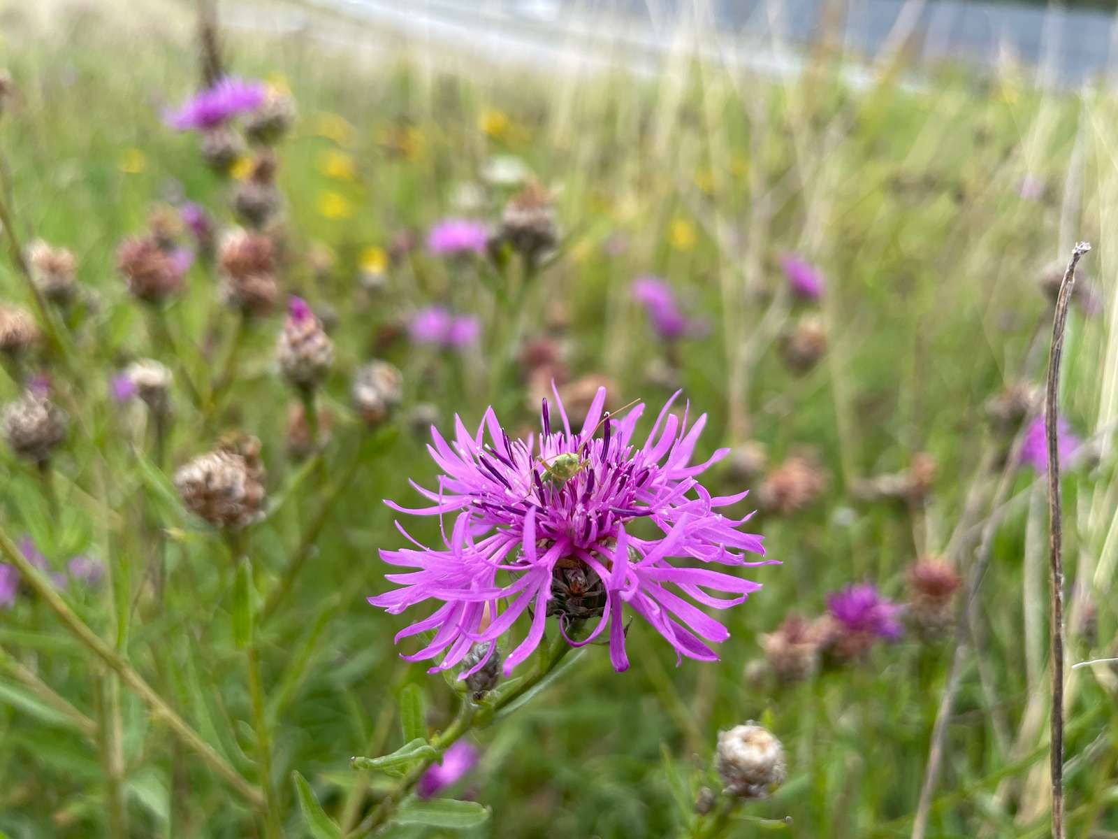 Knopurt med et insekt